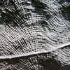 Schwamm : Stromatomorpha californica Smith, 1927