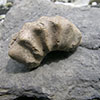 Ammonit: Tegoceras mosense d´Orbigny, 1841 sensu Latil, 1992; juvenil Fragment