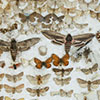 Schmetterlingssammlung Dr. Hartwig Baer