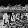 Herstellen eines Reisigbündels für den Bau einer Faschine, Wasserwehrkurs November 1954
Einlegen der Faschine ins Flußbett gegen die Flußrichtung