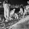 Herstellen eines Reisigbündels für den Bau einer Faschine, Wasserwehrkurs November 1954
Festmachen der Faschinen im Flußbett