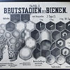 Bild Brutstadien der Bienen