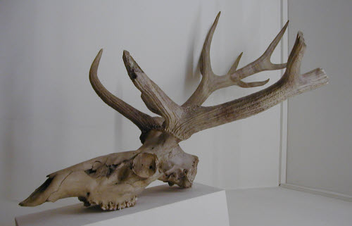 Zwei bronzezeitliche Hirschgeweihe : Cervus elaphus Linnaeus, 1758