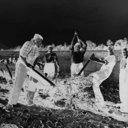 Herstellen eines Reisigbündels für den Bau einer Faschine, Wasserwehrkurs November 1954
Das Einschlagen von Pfählen