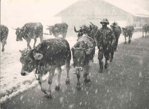 Alpabtrieb in Schneetreiben in Mittelberg