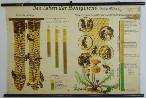 Bild Das Leben der Honigbiene